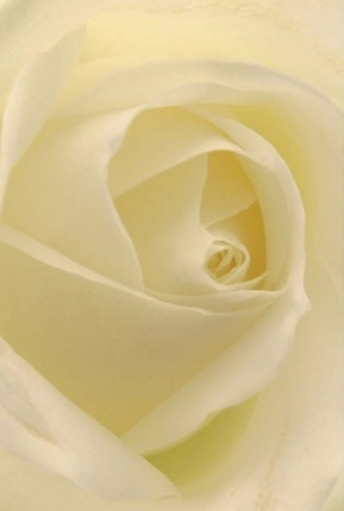 Viewed up close, this classic white rose exudes the tranquility and refined layering that are hallmarks of Welwyn's finest floral displays. Subtle gradations of white and cream blend together in perfect harmony, as though gently illuminated from within by the soft midday light that graces Welwyn's leafy avenues. Every petal folds gracefully around the spiraled core, which represents both purity and the quiet resilience cherished in this community. The shadow play across each velvety surface highlights the skilled craftsmanship found at Flowers Welwyn, where each bouquet is arranged with patience and pride. Its nearly flawless form makes it the perfect offering for a range of heartfelt moments-a romantic overture exchanged in the gardens of Sherrardspark Wood, an elegant centrepiece at a wedding in Oaklands, or a sincere gesture of apology or remembrance. The subtle clean fragrance and sophisticated colour palette create a calming presence, making this white rose an enduring expression of whatever sentiment needs to be conveyed throughout Welwyn's vibrant neighbourhoods.